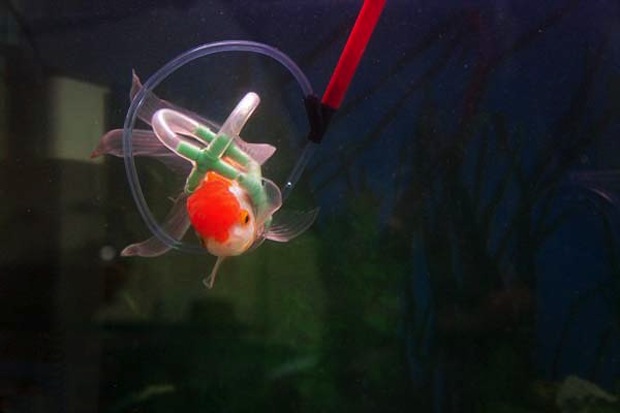 Рыбка Эйнштейн не может плавать, поэтому её хозяин сделал для неё спасательный жилет