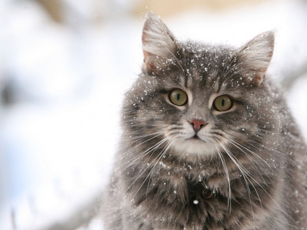 Благодаря стерилизации домашние кошки всё ещё имеют гены диких животных
