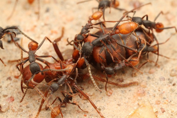 Царица муравьёв способна прожить 20-30 лет