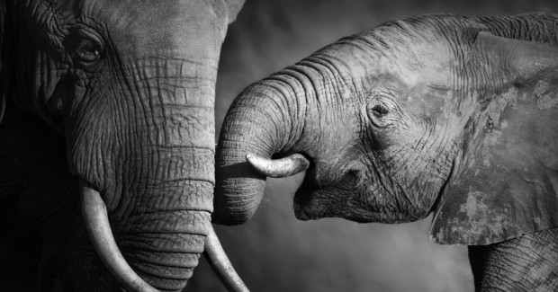Слоны слышат ногами