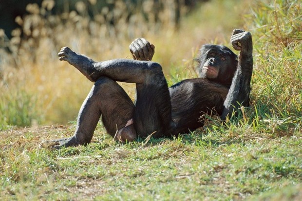 Бонобо занимаются сексом как люди