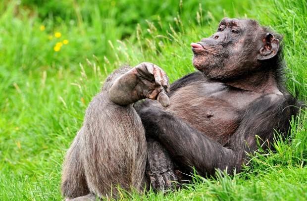 Шимпанзе — не обезьяны