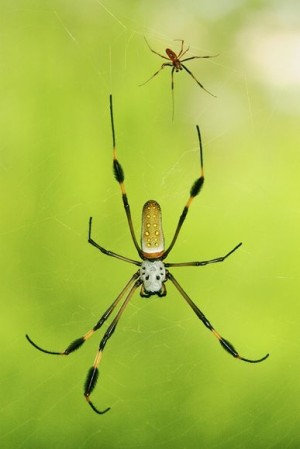 Самец паука-кругопряда во время секса делает партнёрше массаж, чтобы она его не съела