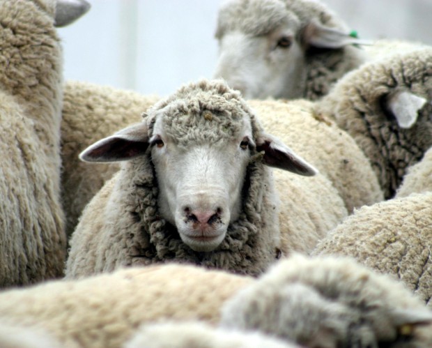 Нидерландский суд отпустил зоофила, потому что изнасилованная овца не дала показания