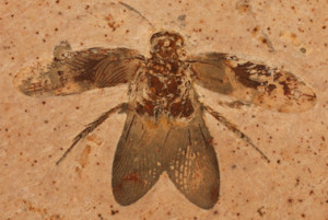 Blattulidae