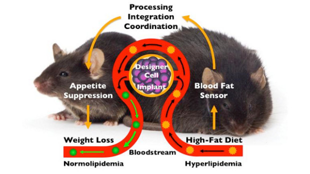 Разработан кибернетический имплантат для похудения, подающий мозгу ложные сигналы о сытости
