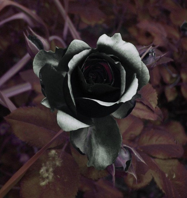 Существуют сказочно красивые чёрные розы