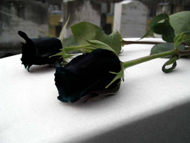 Существуют сказочно красивые чёрные розы