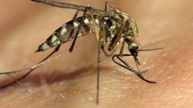 Комары занимаются сексом только с партнёром, который звучит гармонично