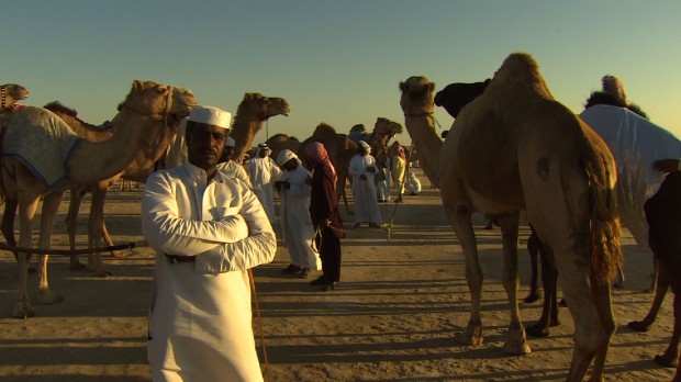 В ОАЭ ежегодно проводится конкурс красоты среди верблюдов