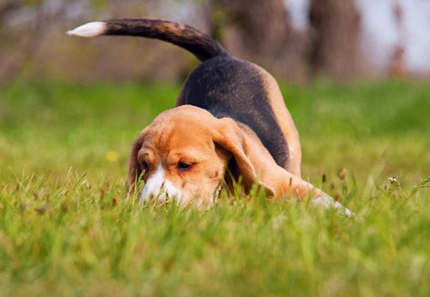 Собаки виляют хвостом для того, чтобы распространять свой запах