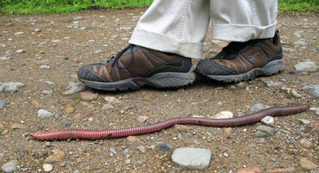 Самый большой и удивительный в мире дождевой червь