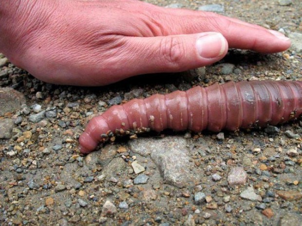 Самый большой и удивительный в мире дождевой червь