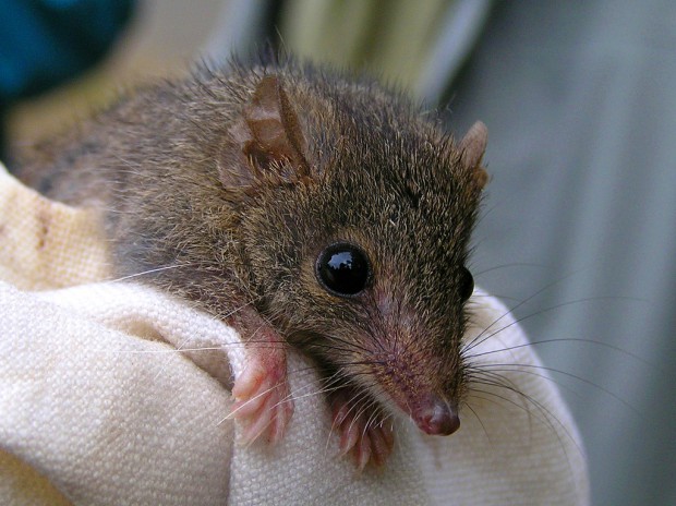 Сумчатые мыши занимаются сексом, пока не умрут