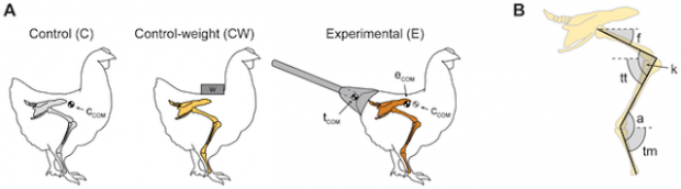 Если курице приделать протез хвоста, она будет ходить как динозавр