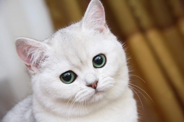У кошек и собак есть шестое чувство – ультрафиолетовое зрение