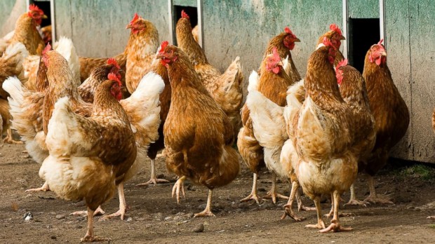 Разница между белыми и коричневыми куриными яйцами