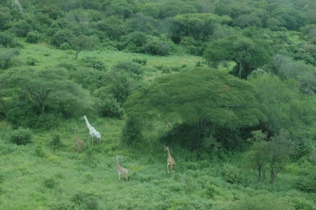 Существуют жирафы-«призраки»