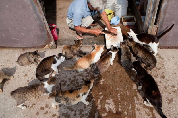 В Японии есть Остров кошек, где живут всего 100 человек и несколько сотен бродячих и диких кошек