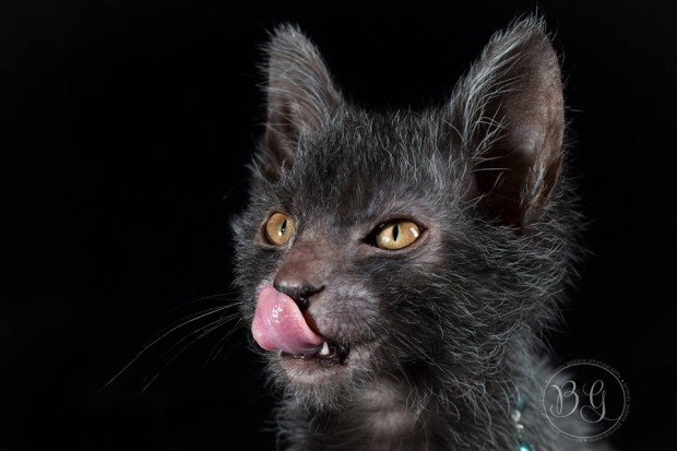 Выведена новая кошачья порода, стремительно набирающая популярность: котики-оборотни
