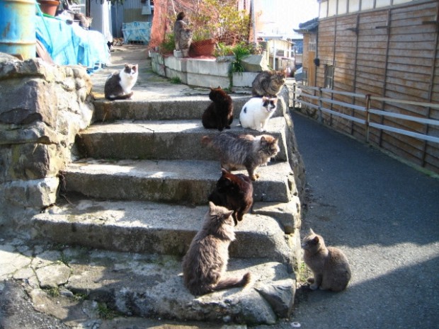 В Японии есть Остров кошек, где живут всего 100 человек и несколько сотен бродячих и диких кошек