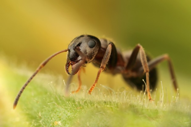 Парадокс муравья на канате показывает, что любое расстояние можно преодолеть
