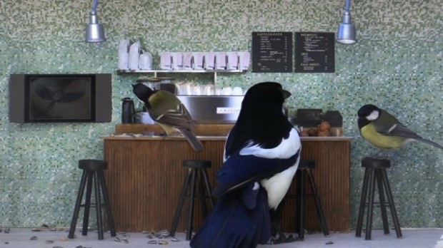 В Норвегии идёт телешоу, действие которого происходит в кафе для диких птиц