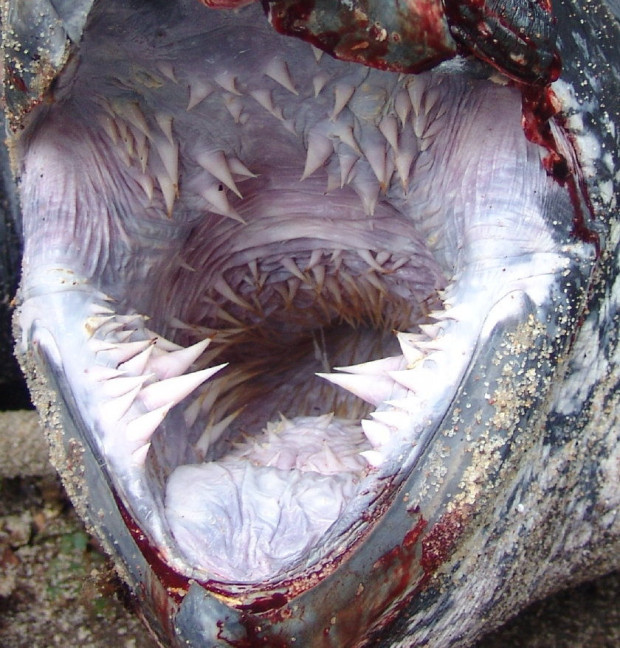 Ужасный рот кожистой черепахи