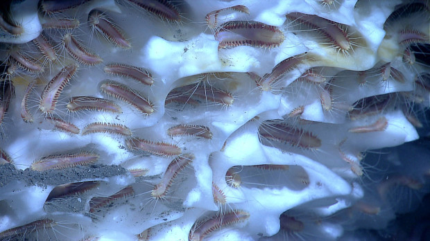 Ледяные черви — очень странные существа, живущие в океане