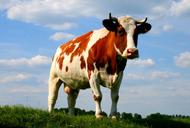 Мычат ли коровы с акцентом?