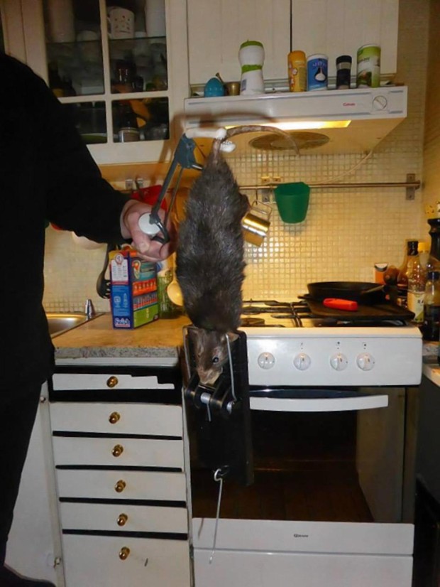 Рэтзилла — гигантская крыса из Великобритании