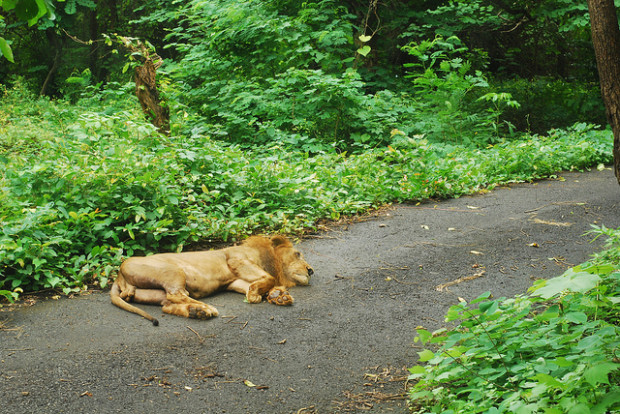 В центре города Мумбаи свободно гуляют хищные звери