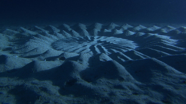В Японии дайверы нашли загадочные круги на дне океана