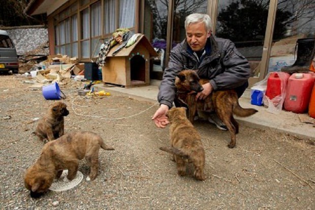 Японский фермер после аварии на АЭС Фукусима-1 переехал в заражённый город, чтобы заботиться о животных