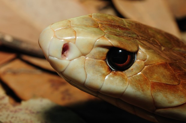 Тайпан — крупная австралийская змея, чей укус считается самым опасным среди современных змей