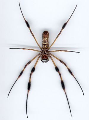 Nephila