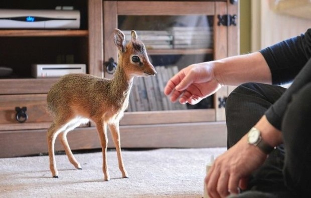 The smallest antelope in the world is less than a cat