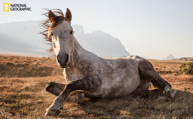8 самых классных фото животных от сообщества «National Geographic»