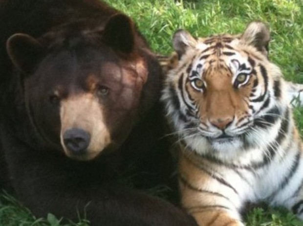 Лев, тигр и медведь стали лучшими друзьями в приюте для животных