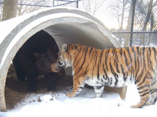 Лев, тигр и медведь стали лучшими друзьями в приюте для животных