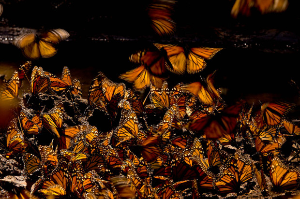 Danaus plexippus