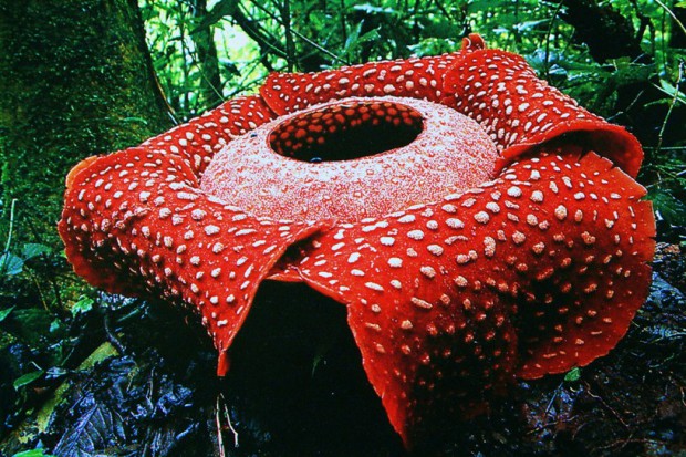 Rafflésia arnóldii / © animalworld.com.ua