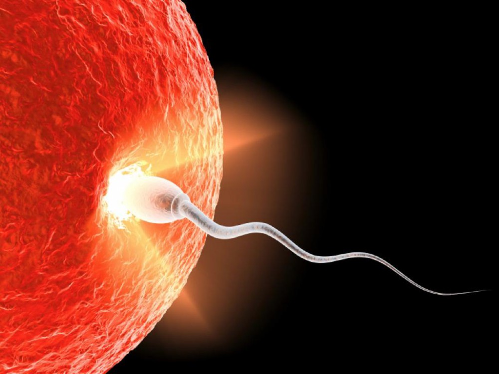 kak-bistro-pogibaet-spermatozoid kak-bistro-pogibaet-spermatozoid