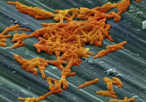 Clostridium difficile