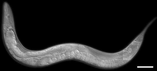 Caenorhabditis elegans / © www.nematode.net