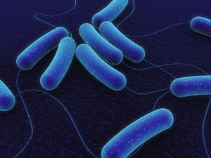 Читайте также: «5 интересных фактов о микробах, живущих внутри вас»