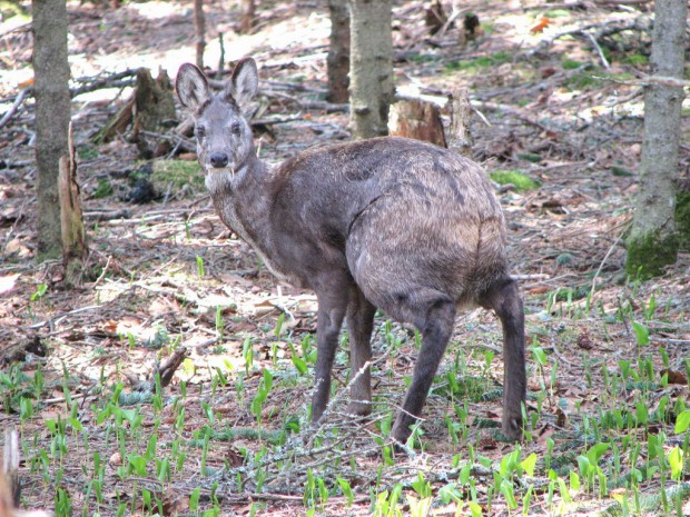 © www.zapovednik-khakassky.ru