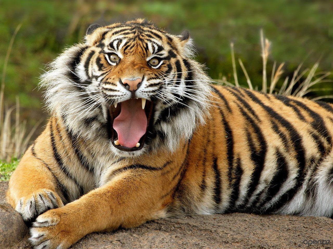 40 интересных фактов о тиграх, после которых вы полюбите этих потрясающих  животных