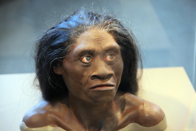 Homo floresiensis