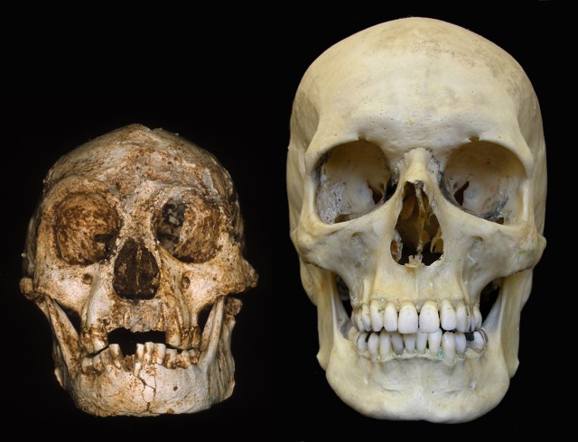 Сравнение черепов Homo floresiensis и Homo sapiens